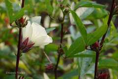Hibiscus sabdariffa
